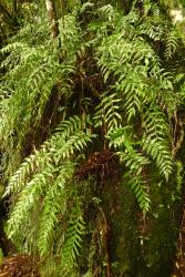 Asplenium lepidotum. Mature plants growing on steep bank. 
 Image: L.R. Perrie © Te Papa CC BY-NC 3.0 NZ